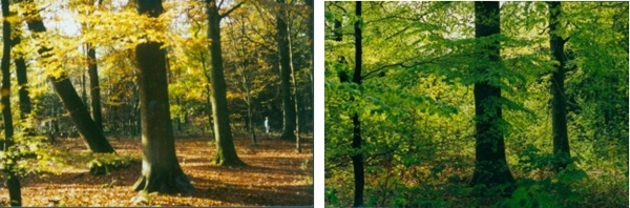 Bild vergrößern: Wald 1986 links - Wald 2018 rechts